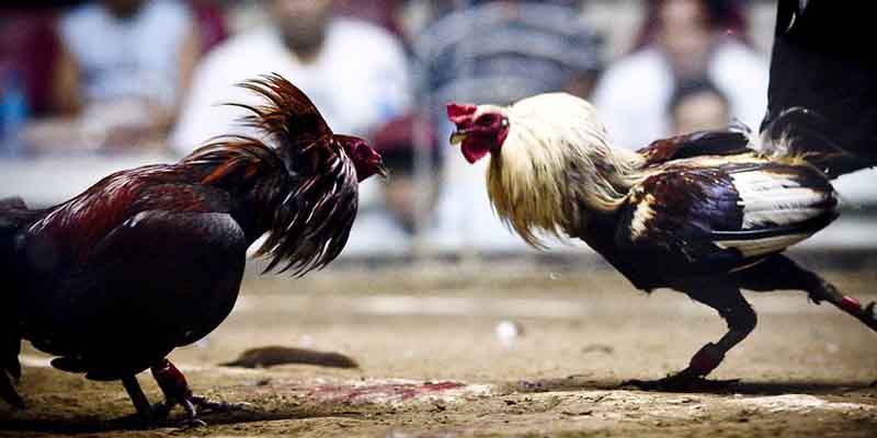 Asian cockfighting - Chinese Rooster