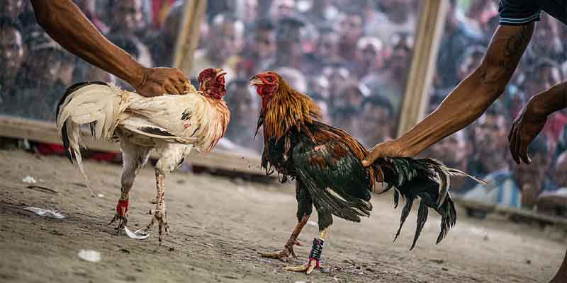 Strategies For Playing Cockfighting Rooster To Win Big