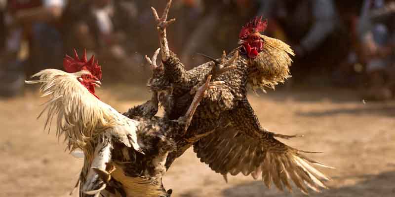 Introduction to Cockfighting Rooster